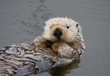 Photo of California Sea Otter Game Refuge