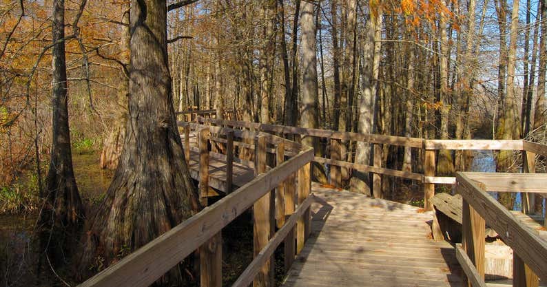 Lake Martin Rookery, Breaux Bridge | Roadtrippers