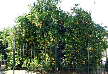 Photo of Parent Navel Orange Tree