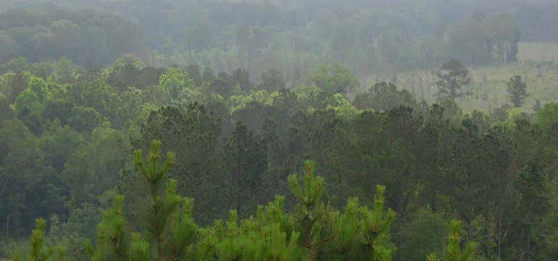 Photo of Bienville National Forest