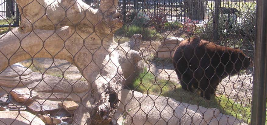 Photo of Bear Habitat