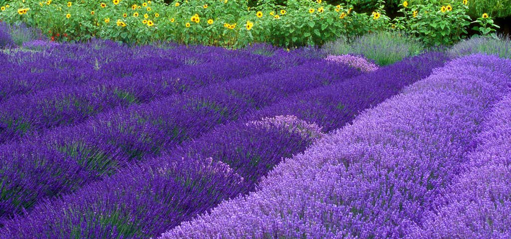 Photo of Purple Haze Lavender Farm