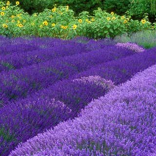Purple Haze Lavender Farm