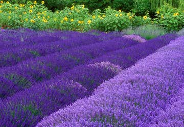 Photo of Purple Haze Lavender Farm