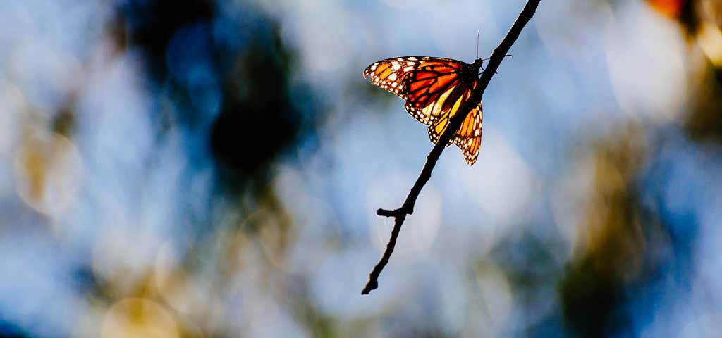 Photo of Goleta Butterfly Grove