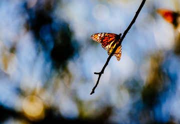 Photo of Goleta Monarch Butterfly Grove