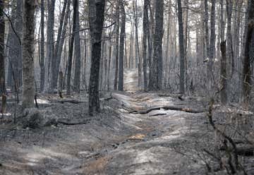Photo of The Pine Barrens