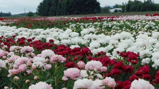 Adelman's peonies outlet