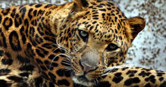 West Coast Game Park Wildlife Safari, Bandon Roadtrippers