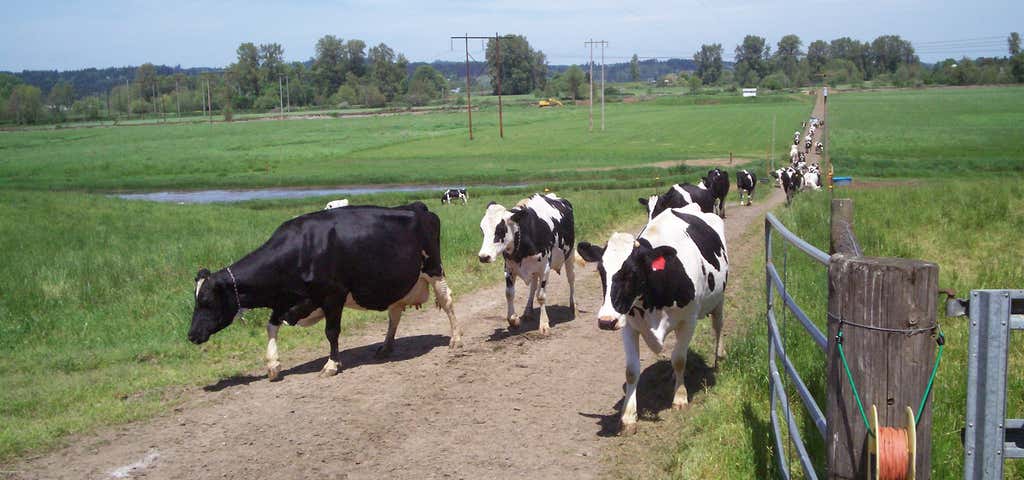 Photo of Pfeifer Dairy Farms