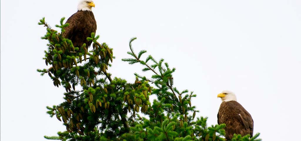 Photo of Bald Eagle Viewing Center