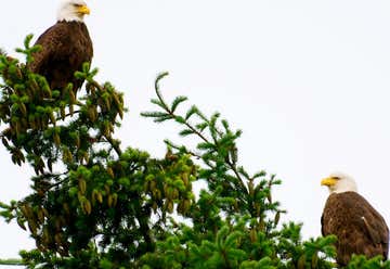 Photo of Bald Eagle Viewing Center
