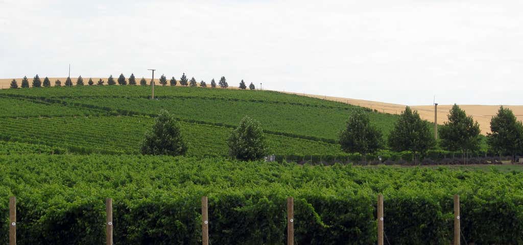 Photo of Bunchgrass Winery