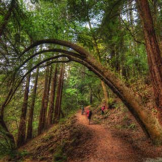 Redwood Regional Park - Skyline Gate