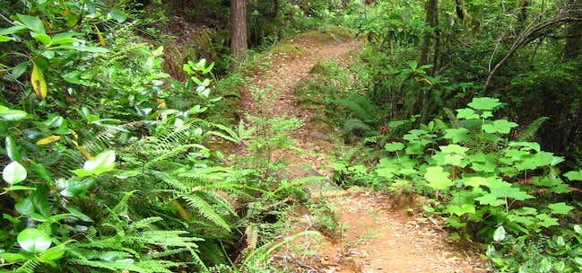 Photo of Myrtle Creek Trail