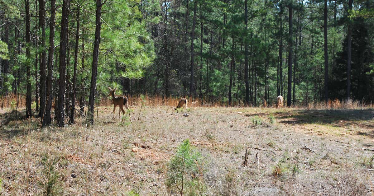 Calhoun Falls, Calhoun Falls Roadtrippers