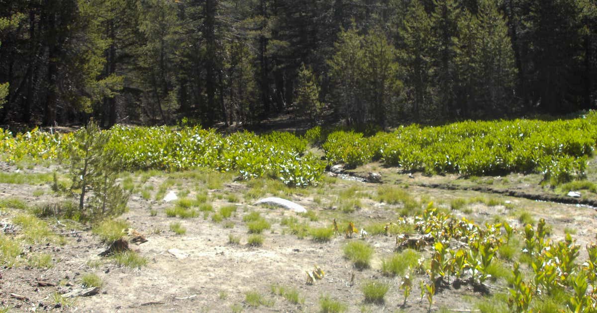 Strawberry Campground, Oroville Roadtrippers