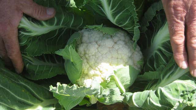 Thompson Farms Damascus Or Roadtrippers
