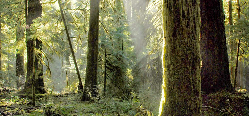 Photo of Opal Creek Trail