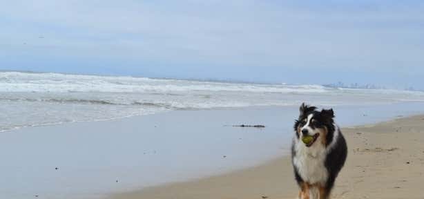 Photo of Huntington Dog Beach