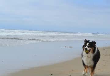 Photo of Huntington Dog Beach