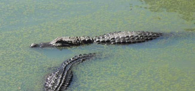 Photo of Gators and Friends