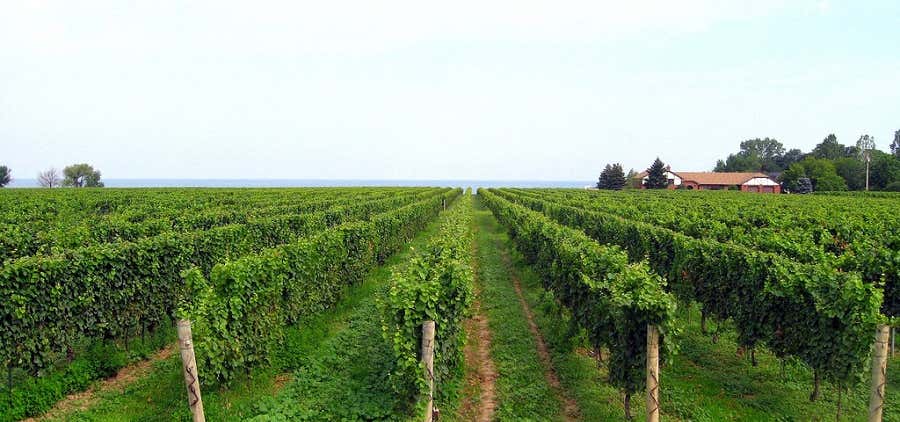 Photo of Grape Escape Winery