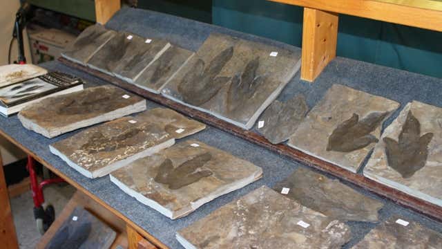 Nash Dinosaur Tracks Granby MA Roadtrippers
