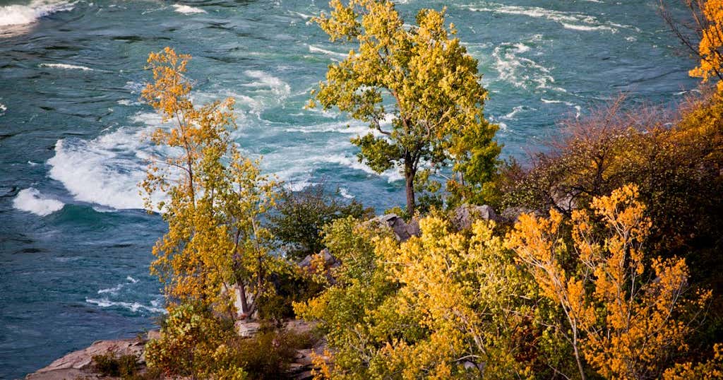 DeVeaux Woods State Park Dog Park