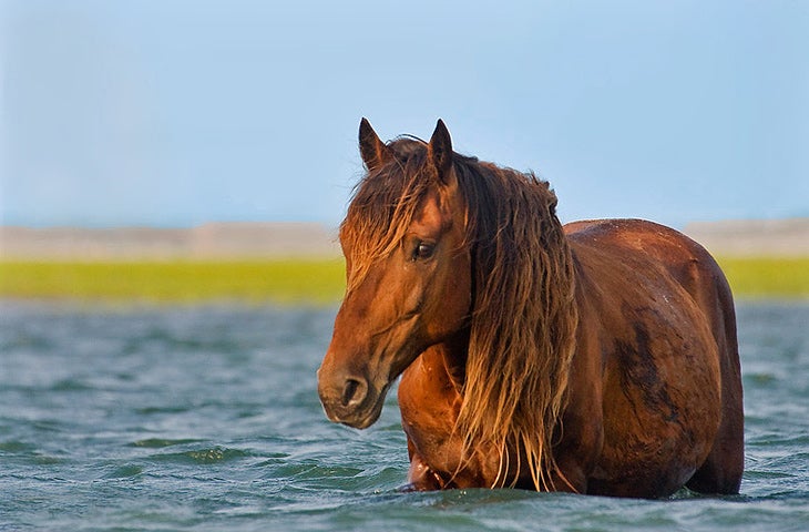 Rachel Carson Reserve