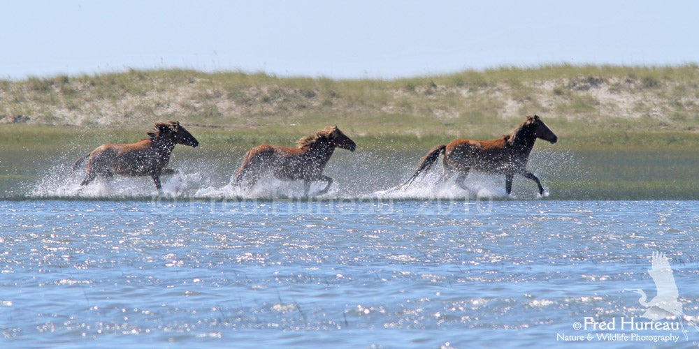 Rachel Carson Reserve