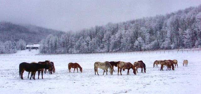 Photo of The Spotted Horse Ranch