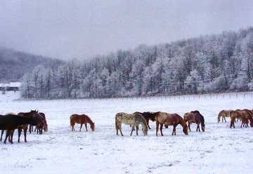 Photo of The Spotted Horse Ranch