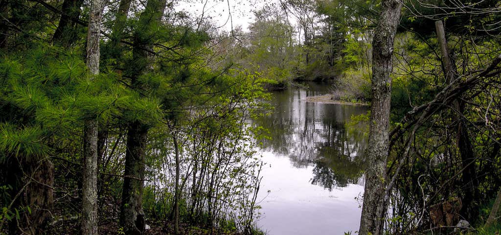 Photo of Hockomock Swamp
