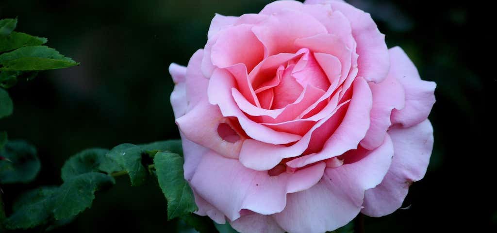 Photo of Rose Garden in Avery Park