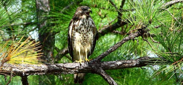 Photo of Picayune Strand State Forest