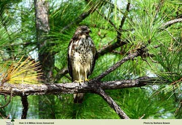 Photo of Picayune Strand State Forest