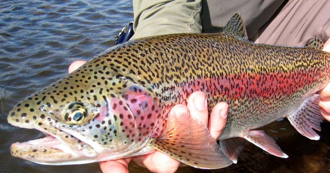 Tahoe Trout Farm, South Lake Tahoe Roadtrippers