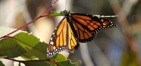 Photo of Coronado Butterfly Preserve