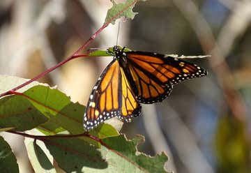 Photo of Coronado Butterfly Preserve