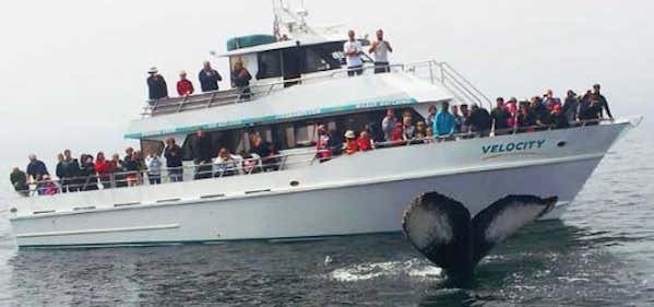 Photo of Stagnaro Fishing And Whale Watching
