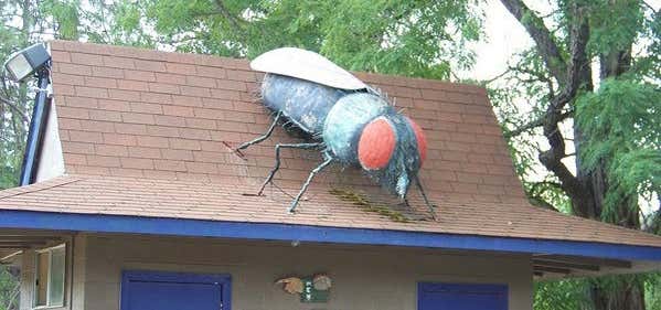 Photo of Giant Fly At OBrien Country Store