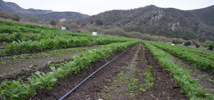 Photo of Morro Gardens