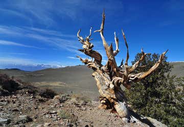 Photo of Ancient Bristlecone Pine Forest