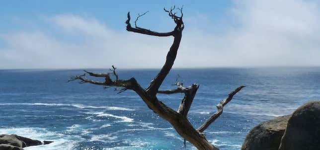 Photo of Pescadero Point - The Ghost Tree