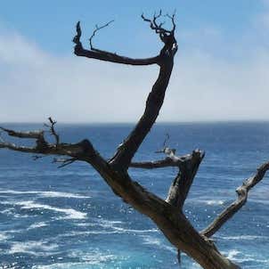 Pescadero Point - The Ghost Tree