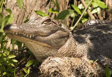 Photo of Bayou Pierre Alligator Park