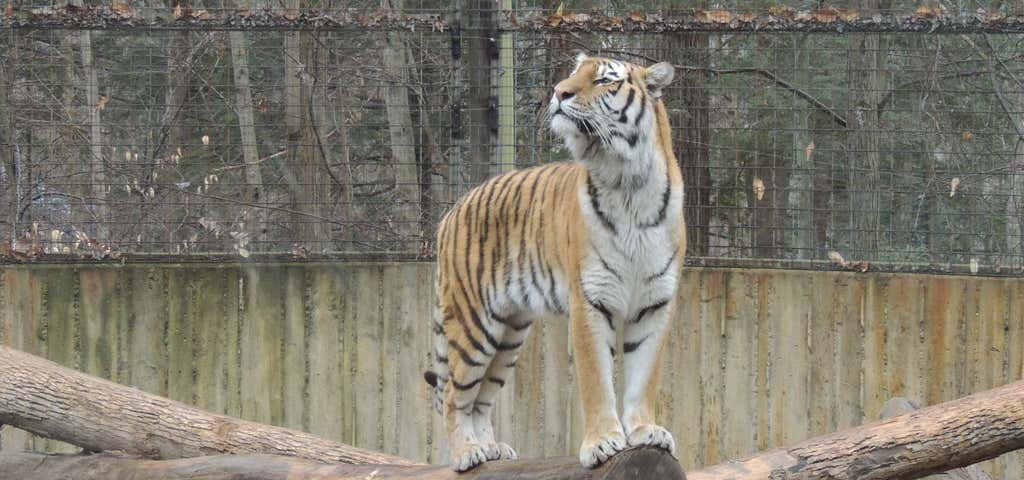 Photo of Binghamton Zoo