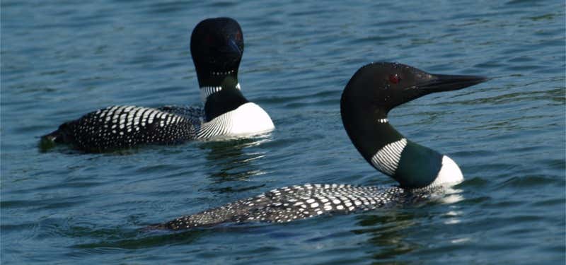 Photo of Loon Preservation Committee