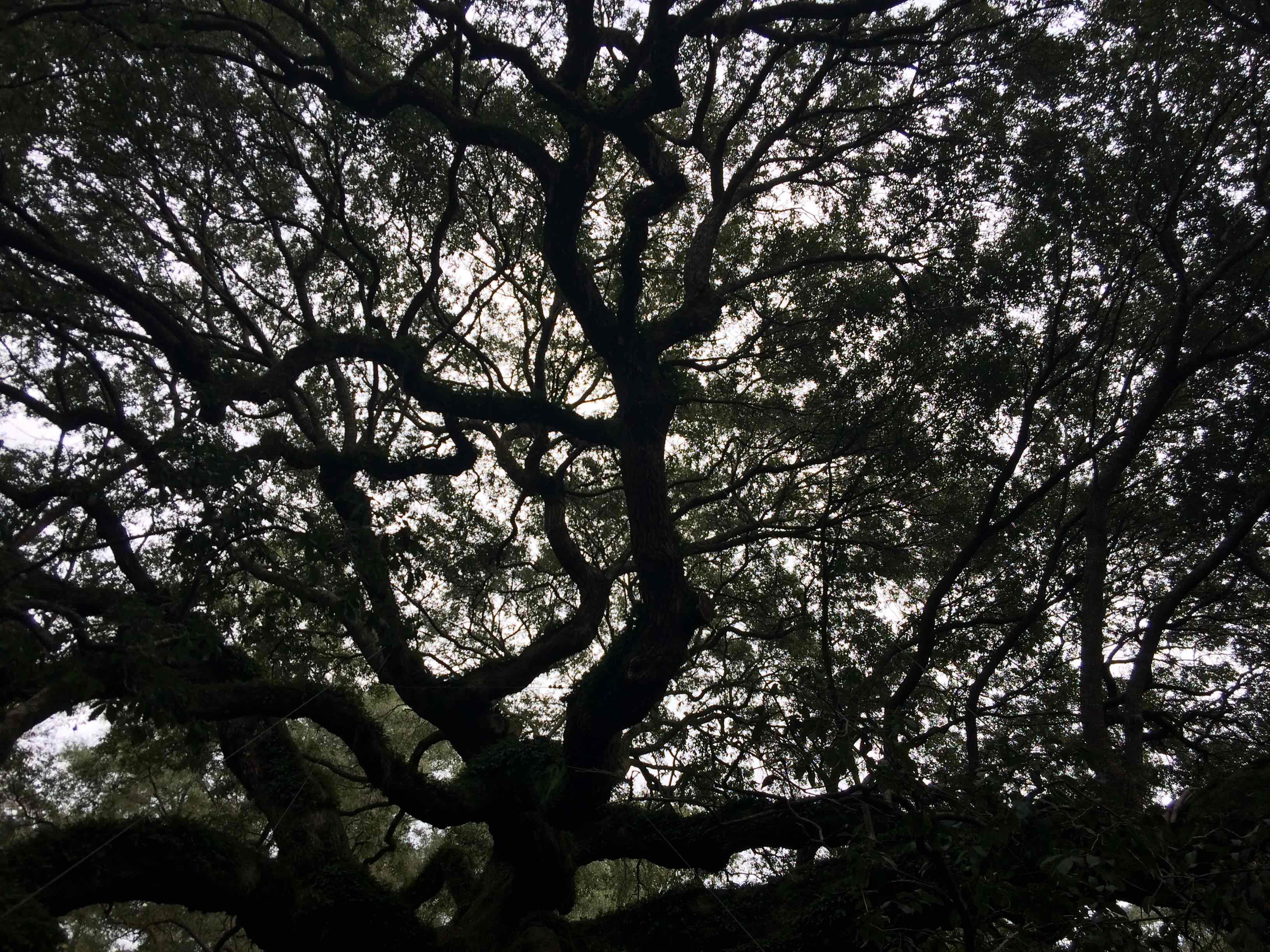 Angel Oak Park
